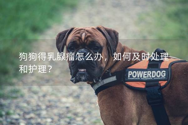 狗狗得乳腺瘤怎么辦，如何及時處理和護(hù)理？