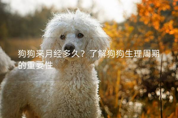 狗狗來月經多久？了解狗狗生理周期的重要性