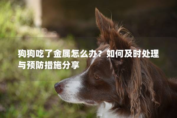 狗狗吃了金屬怎么辦？如何及時處理與預防措施分享