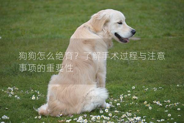 狗狗怎么絕育?了解手術(shù)過程與注意事項的重要性 狗狗怎么絕育?了解手術(shù)過程與注意事項的重要性