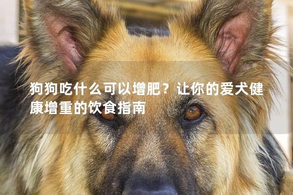 狗狗吃什么可以增肥？讓你的愛犬健康增重的飲食指南