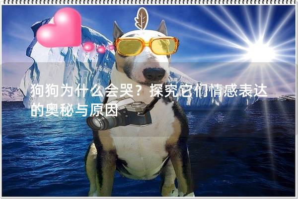 狗狗為什么會哭？探究它們情感表達的奧秘與原因