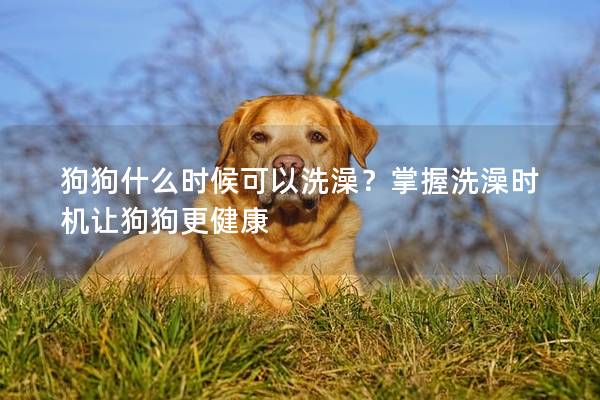 狗狗什么時候可以洗澡？掌握洗澡時機讓狗狗更健康