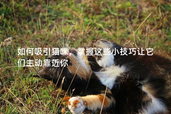 如何吸引貓咪,掌握這些小技巧讓它們主動靠近你 如何吸引貓咪,掌握這些小技巧讓它們主動靠近你