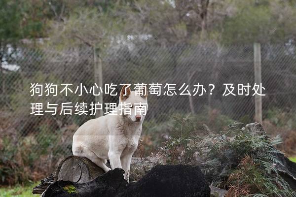 狗狗不小心吃了葡萄怎么辦？及時處理與后續(xù)護理指南