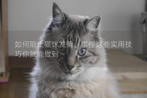 如何阻止貓咪發情，掌握這些實用技巧你就能做到