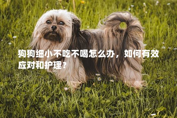 狗狗細小不吃不喝怎么辦，如何有效應對和護理？