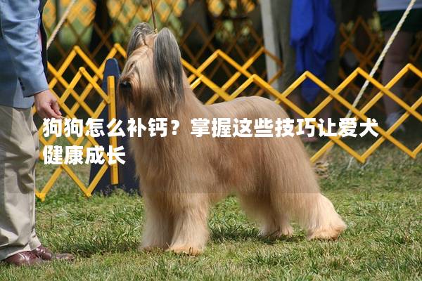 狗狗怎么補(bǔ)鈣？掌握這些技巧讓愛犬健康成長(zhǎng)