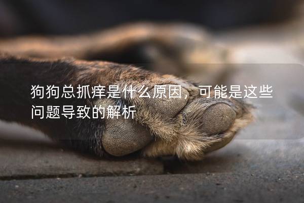 狗狗總抓癢是什么原因，可能是這些問題導(dǎo)致的解析