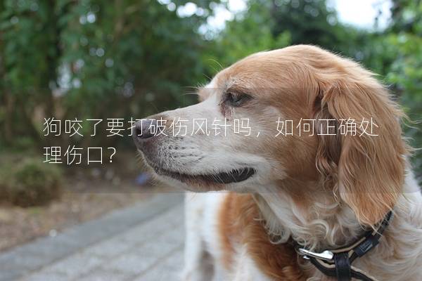 狗咬了要打破傷風針嗎，如何正確處理傷口？