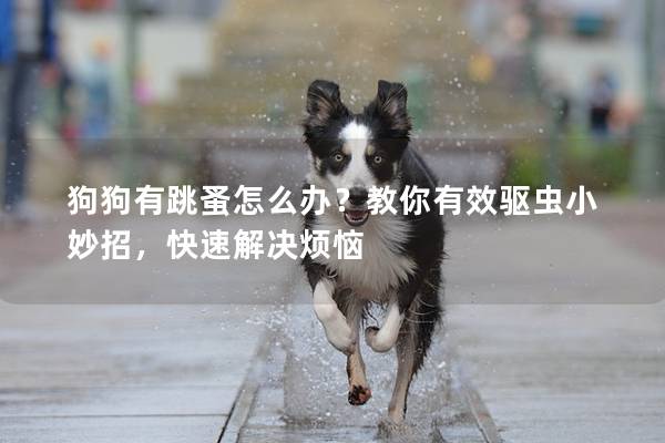 狗狗有跳蚤怎么辦？教你有效驅蟲小妙招，快速解決煩惱