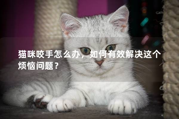貓咪咬手怎么辦，如何有效解決這個煩惱問題？