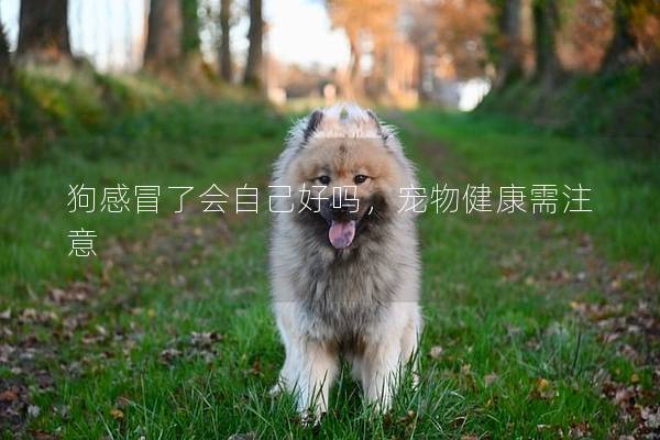 狗感冒了會自己好嗎，寵物健康需注意
