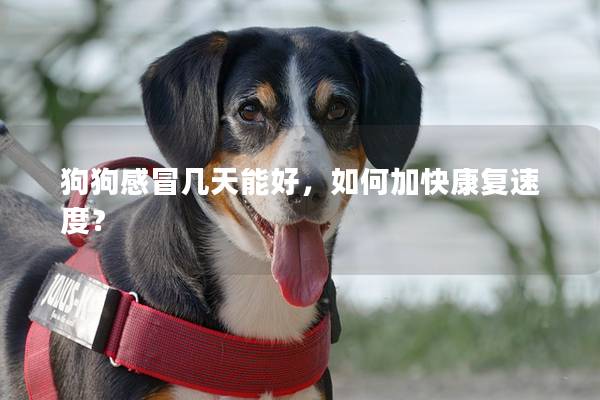 狗狗感冒幾天能好，如何加快康復速度？