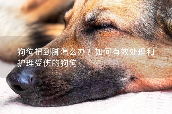 狗狗扭到腳怎么辦？如何有效處理和護理受傷的狗狗