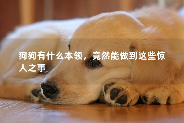 狗狗有什么本領,竟然能做到這些驚人之事 狗狗有什么本領,竟然能做到這些驚人之事