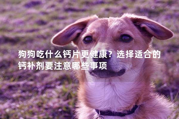 狗狗吃什么鈣片更健康?選擇適合的鈣補劑要注意哪些事項 狗狗吃什么鈣片更健康?選擇適合的鈣補劑要注意哪些事項