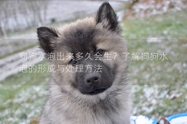 狗狗水泡出來多久會生？了解狗狗水泡的形成與處理方法