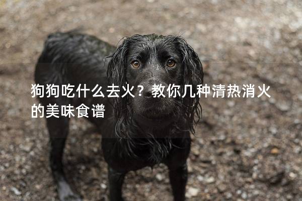 狗狗吃什么去火？教你幾種清熱消火的美味食譜