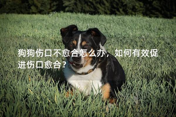 狗狗傷口不愈合怎么辦，如何有效促進傷口愈合？