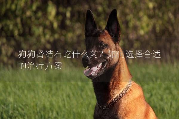 狗狗腎結石吃什么藥？如何選擇合適的治療方案