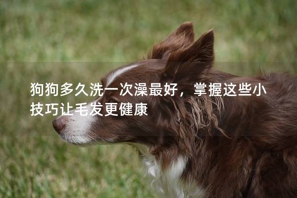 狗狗多久洗一次澡最好，掌握這些小技巧讓毛發(fā)更健康