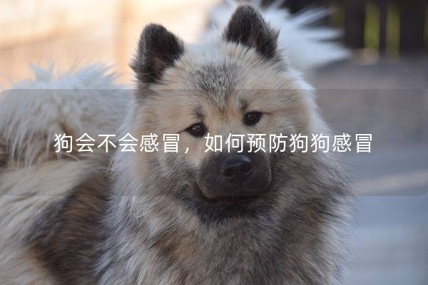 狗會不會感冒,如何預防狗狗感冒 狗會不會感冒,如何預防狗狗感冒