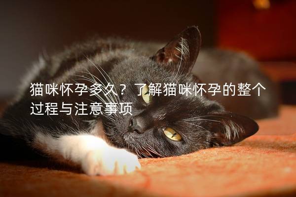 貓咪懷孕多久？了解貓咪懷孕的整個過程與注意事項