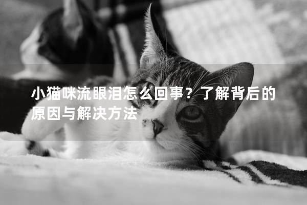 小貓咪流眼淚怎么回事？了解背后的原因與解決方法