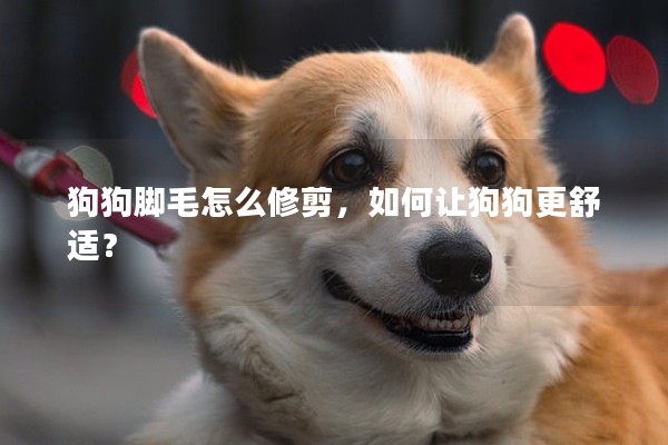 狗狗腳毛怎么修剪，如何讓狗狗更舒適？