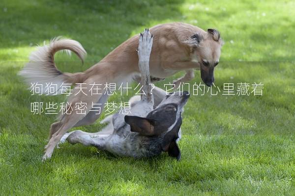 狗狗每天在想什么?它們的心里藏著哪些秘密與夢想 狗狗每天在想什么?它們的心里藏著哪些秘密與夢想
