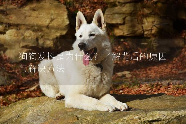 狗狗發(fā)抖是為什么？了解背后的原因與解決方法