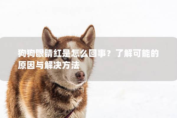 狗狗眼睛紅是怎么回事？了解可能的原因與解決方法
