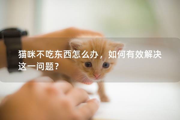 貓咪不吃東西怎么辦，如何有效解決這一問題？