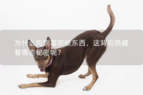 為什么狗狗喜歡咬東西,這背后隱藏著哪些秘密呢? 為什么狗狗喜歡咬東西,這背后隱藏著哪些秘密呢?