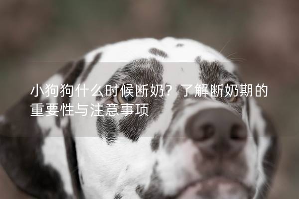 小狗狗什么時候斷奶？了解斷奶期的重要性與注意事項