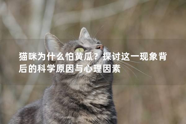 貓咪為什么怕黃瓜?探討這一現象背后的科學原因與心理因素 貓咪為什么怕黃瓜?探討這一現象背后的科學原因與心理因素