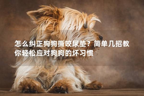 怎么糾正狗狗撕咬尿墊?簡單幾招教你輕松應對狗狗的壞習慣