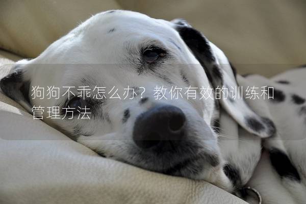 狗狗不乖怎么辦？教你有效的訓練和管理方法