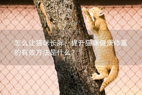 怎么讓貓咪長胖，提升貓咪健康體重的有效方法是什么？