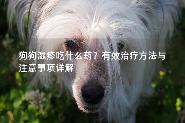 狗狗濕疹吃什么藥？有效治療方法與注意事項(xiàng)詳解
