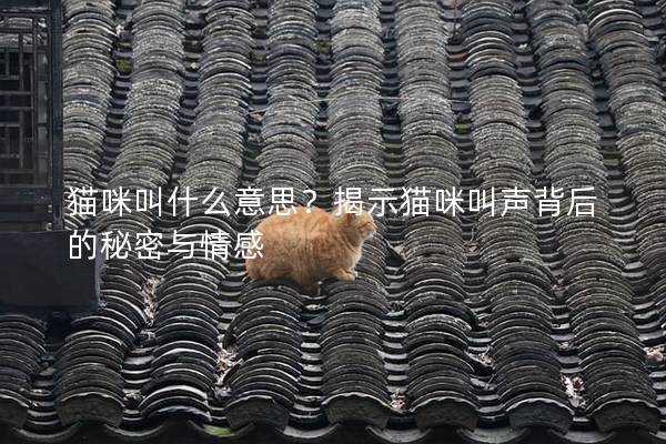 貓咪叫什么意思？揭示貓咪叫聲背后的秘密與情感