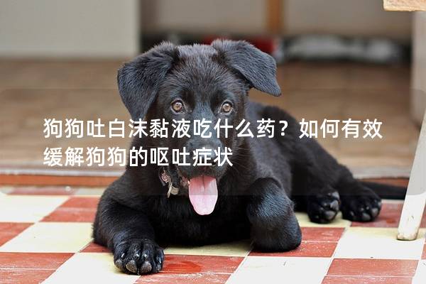 狗狗吐白沫黏液吃什么藥？如何有效緩解狗狗的嘔吐癥狀