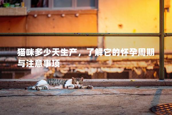 貓咪多少天生產，了解它的懷孕周期與注意事項