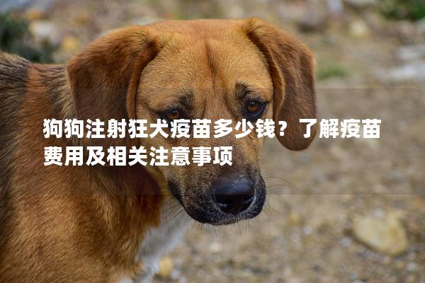 狗狗注射狂犬疫苗多少錢？了解疫苗費用及相關注意事項