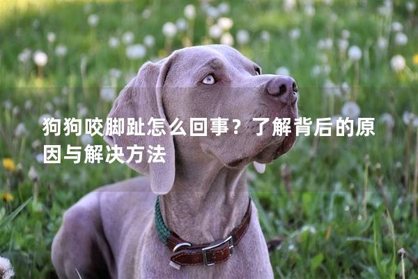 狗狗咬腳趾怎么回事？了解背后的原因與解決方法