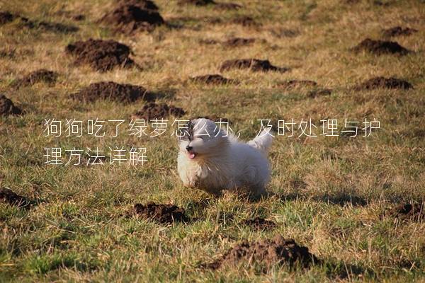 狗狗吃了綠蘿怎么辦，及時處理與護理方法詳解