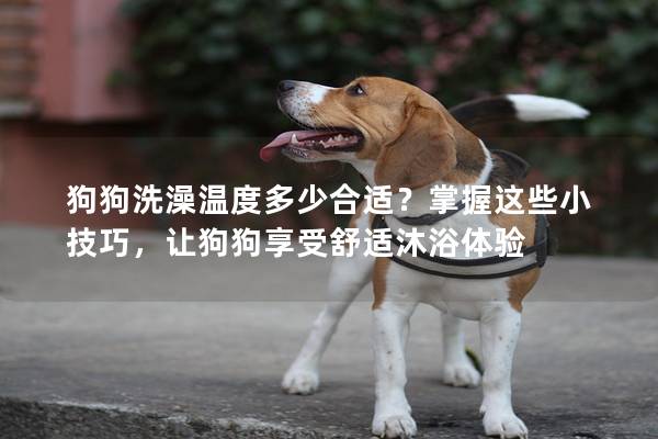 狗狗洗澡溫度多少合適？掌握這些小技巧，讓狗狗享受舒適沐浴體驗