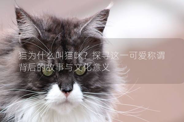 貓為什么叫貓咪？探尋這一可愛稱謂背后的故事與文化意義