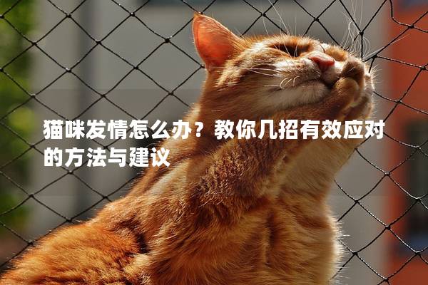 貓咪發情怎么辦？教你幾招有效應對的方法與建議